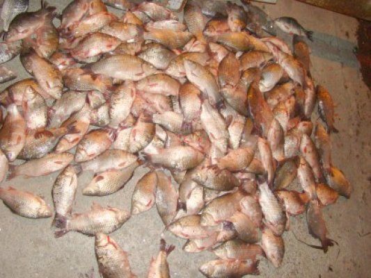 Braconaj piscicol pe Lacul Goloviţa